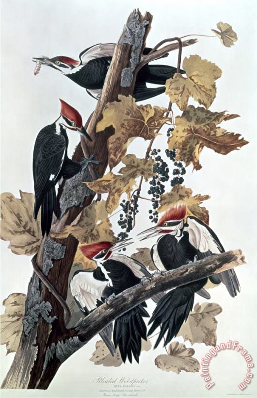 Pileated Woodpeckers painting - John James Audubon Pileated Woodpeckers Art Print