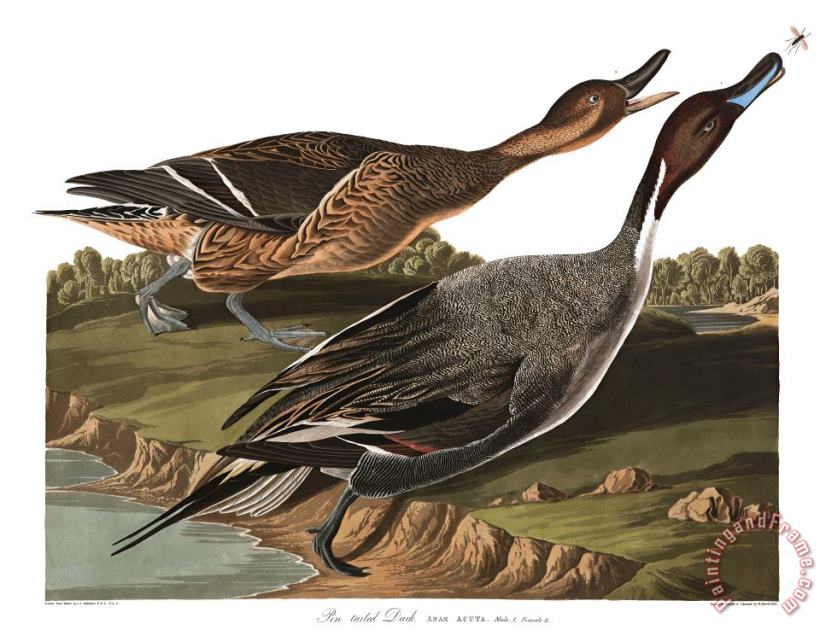 John James Audubon Pin Tailed Duck Art Print