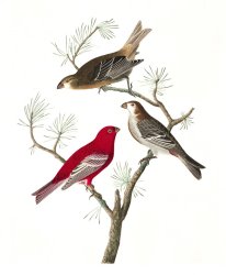 John James Audubon Pine Grosbeak