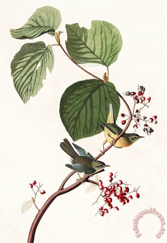 Pine Swamp Warbler painting - John James Audubon Pine Swamp Warbler Art Print