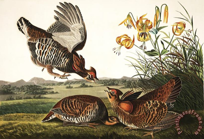 John James Audubon Pinnated Grouse Art Painting