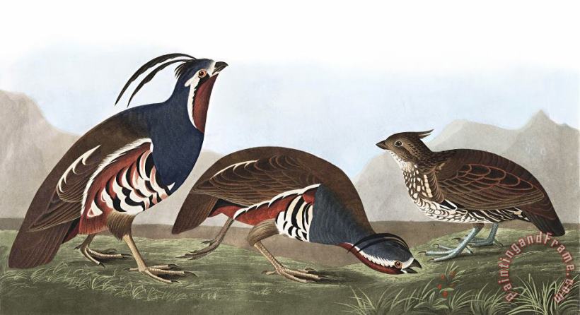 John James Audubon Plumed Partridge, Or Thick Legged Partridge Art Painting
