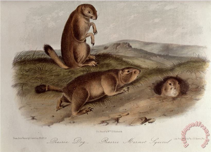Prairie Dog From Quadrupeds of North America 1842 5 painting - John James Audubon Prairie Dog From Quadrupeds of North America 1842 5 Art Print