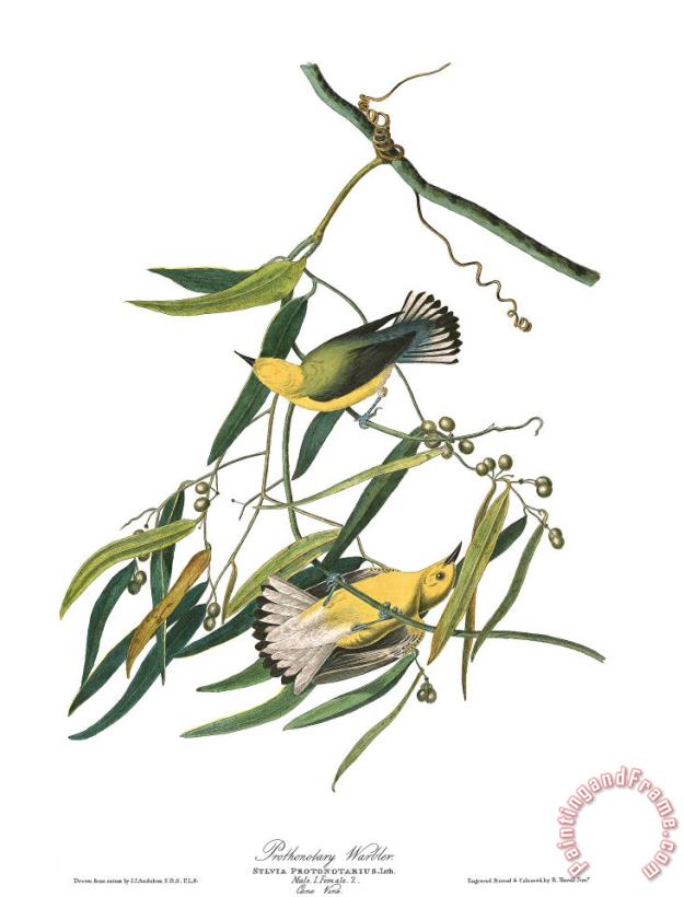John James Audubon Prothonotary Warbler Art Painting