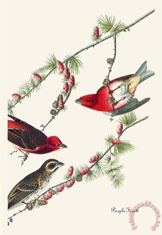 John James Audubon Purple Finch Art Painting