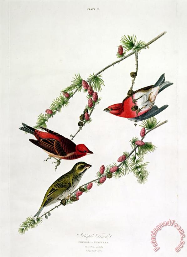 John James Audubon Purple Finch From Birds of America Art Print