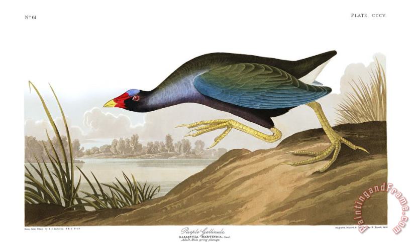 John James Audubon Purple Gallinule Art Print