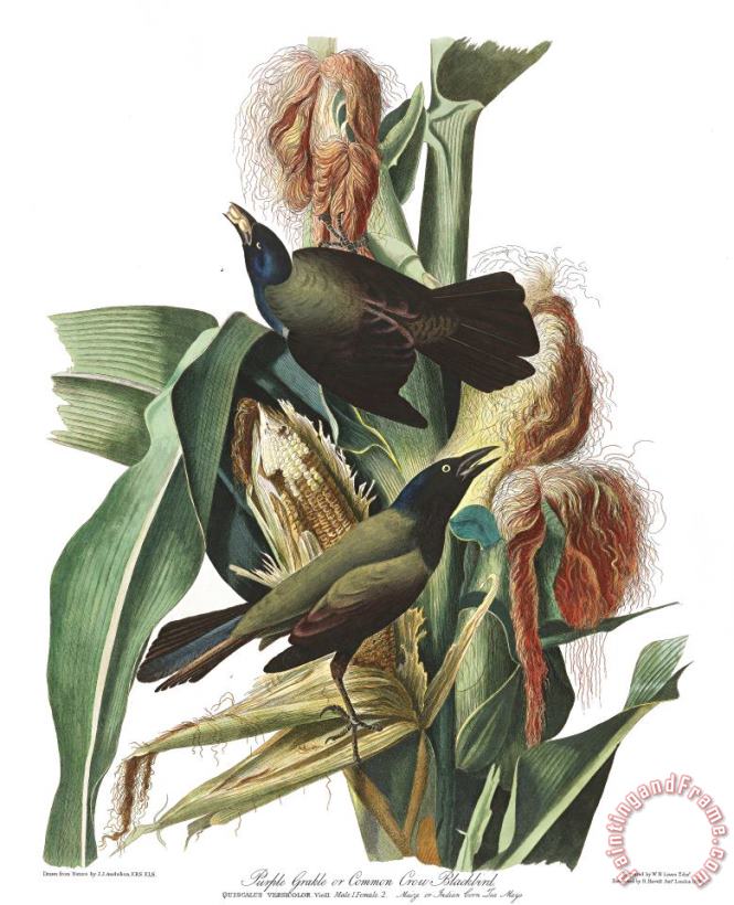 John James Audubon Purple Grakle, Or Common Crow Blackbird Art Print
