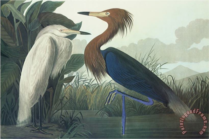 Purple Heron painting - John James Audubon Purple Heron Art Print