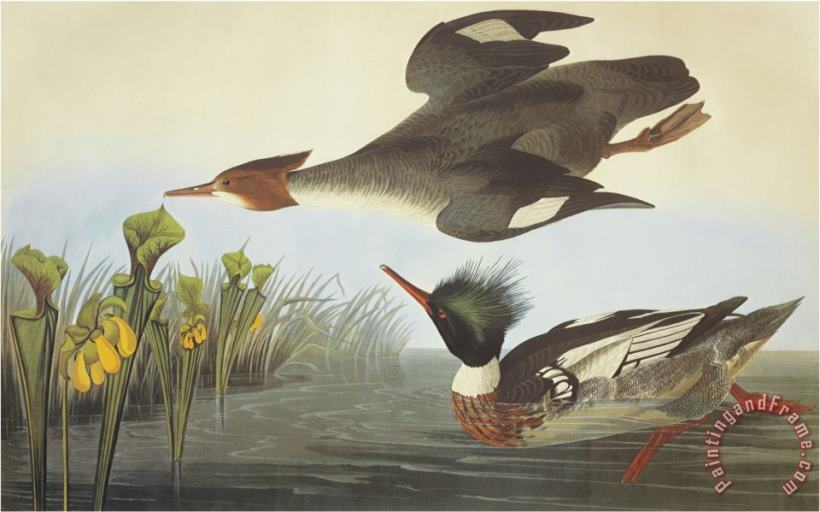 John James Audubon Red Breasted Merganser Art Painting