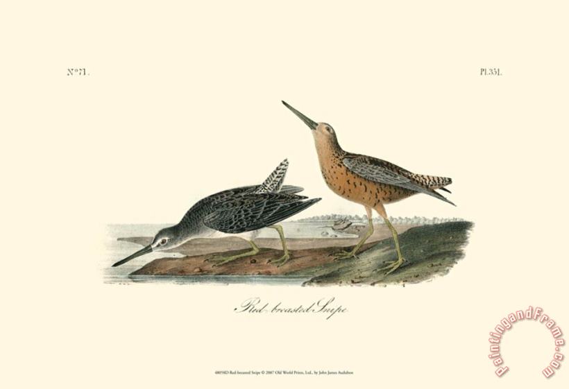 Red Breasted Snipe painting - John James Audubon Red Breasted Snipe Art Print