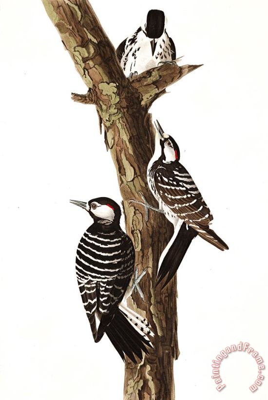 Red Cockaded Woodpecker painting - John James Audubon Red Cockaded Woodpecker Art Print