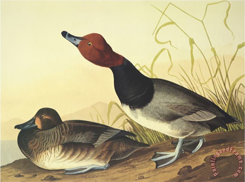 Red Headed Duck painting - John James Audubon Red Headed Duck Art Print