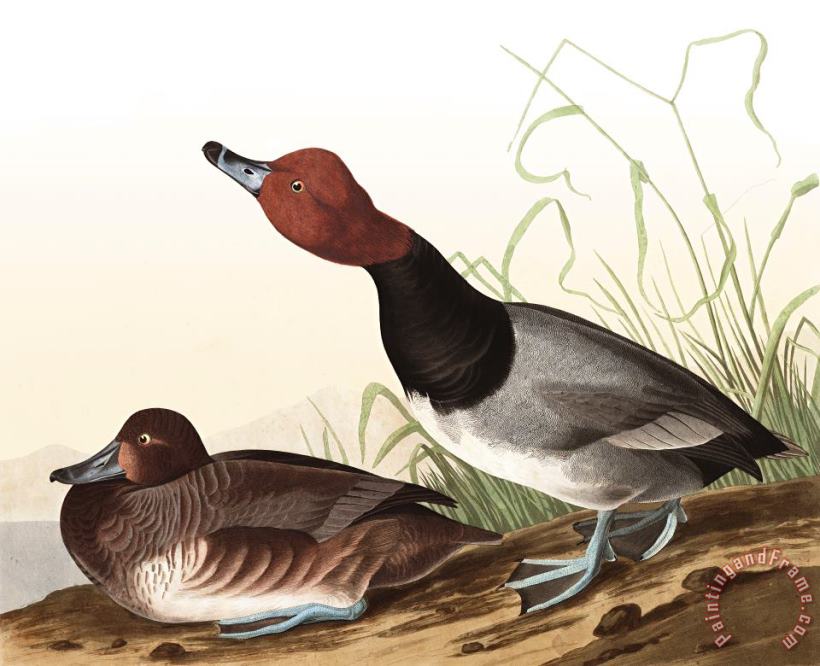 John James Audubon Red Headed Duck Art Painting