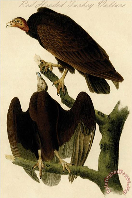 John James Audubon Red Headed Turkey Vulture Art Painting
