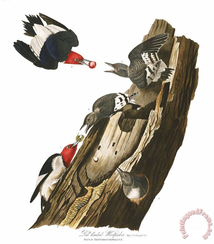 Red Headed Woodpecker painting - John James Audubon Red Headed Woodpecker Art Print