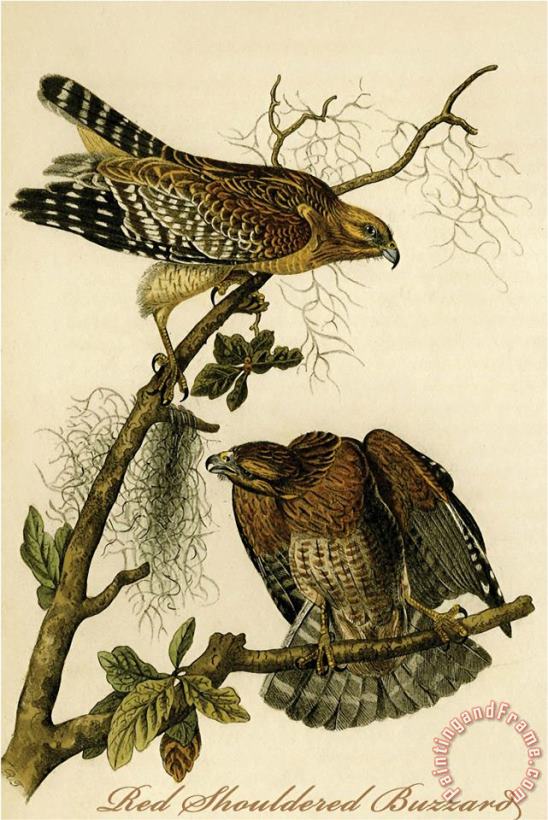John James Audubon Red Shouldered Buzzard Art Painting