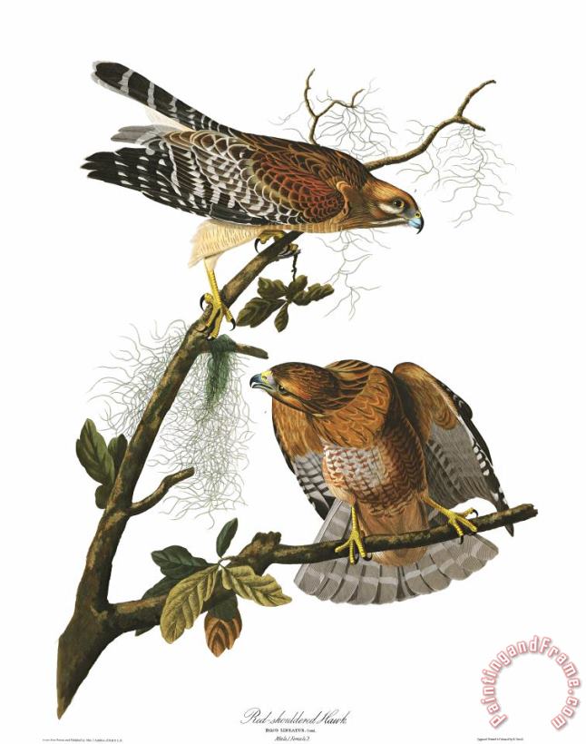 John James Audubon Red Shouldered Hawk Art Print