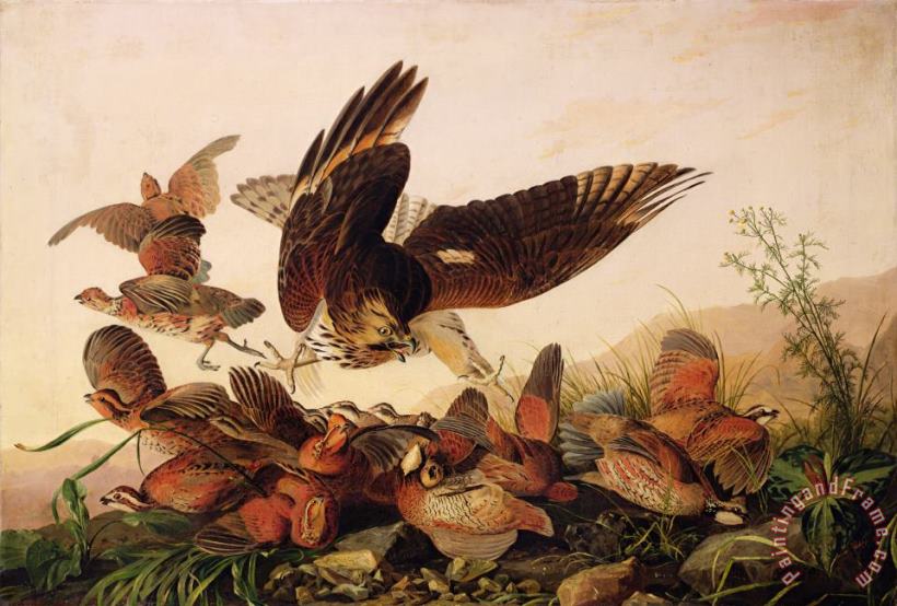 John James Audubon Red Shouldered Hawk Attacking Bobwhite Partridge Art Painting
