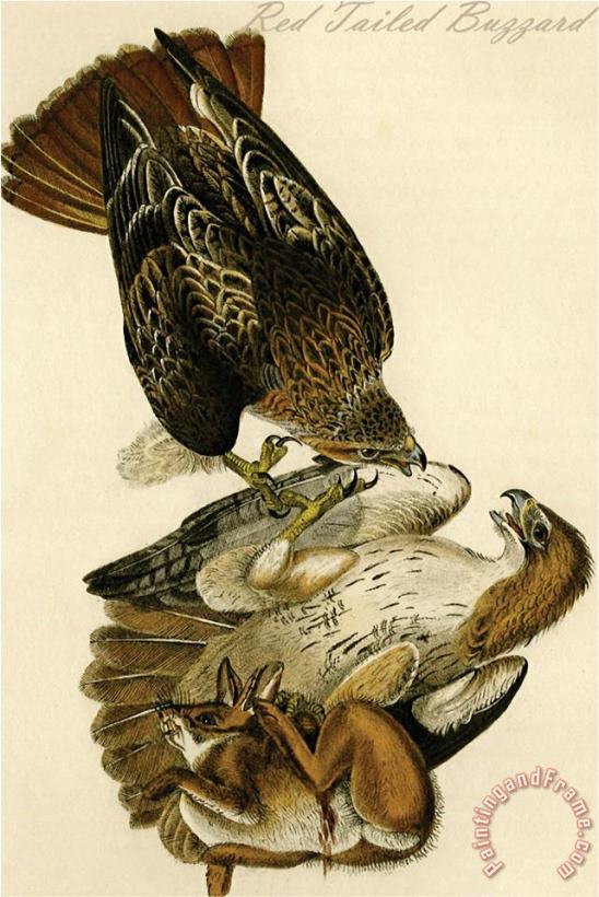 Red Tailed Buzzard painting - John James Audubon Red Tailed Buzzard Art Print