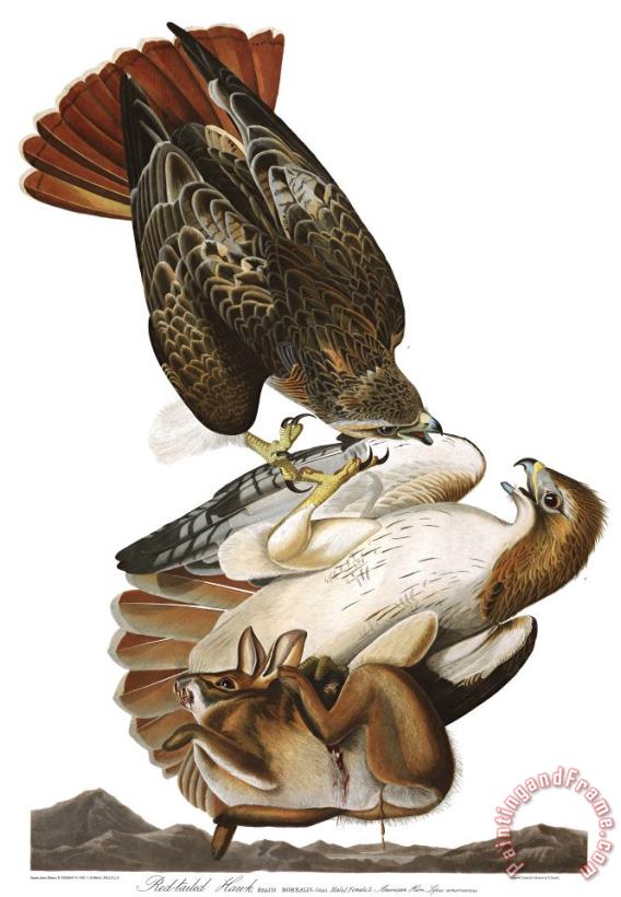 John James Audubon Red Tailed Hawk Art Print