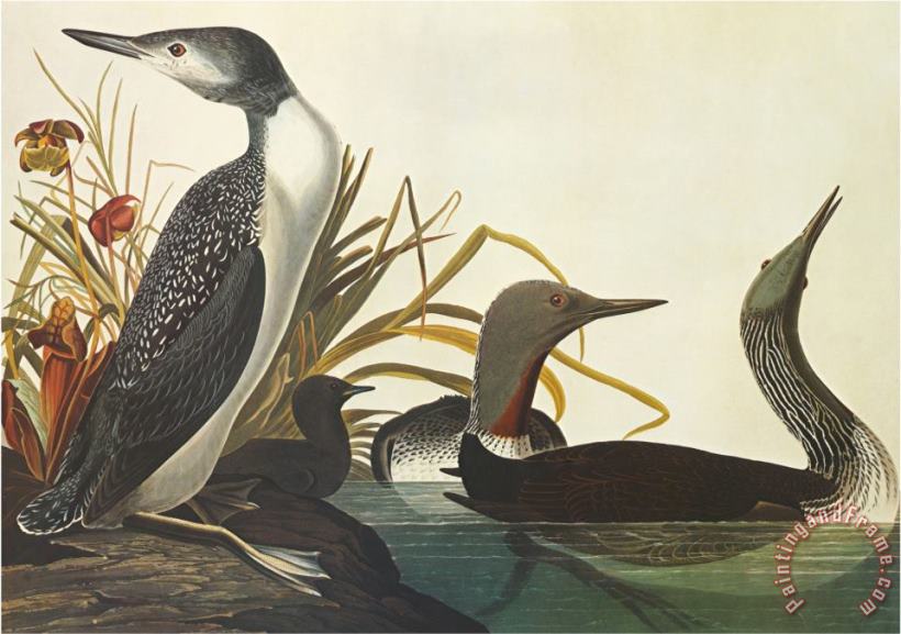 Red Throated Diver painting - John James Audubon Red Throated Diver Art Print
