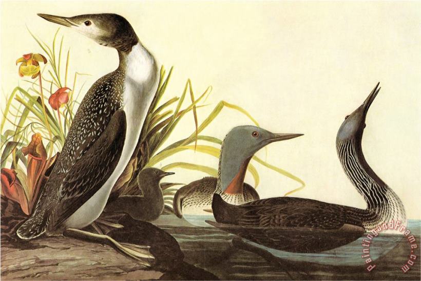 Red Throated Loon painting - John James Audubon Red Throated Loon Art Print
