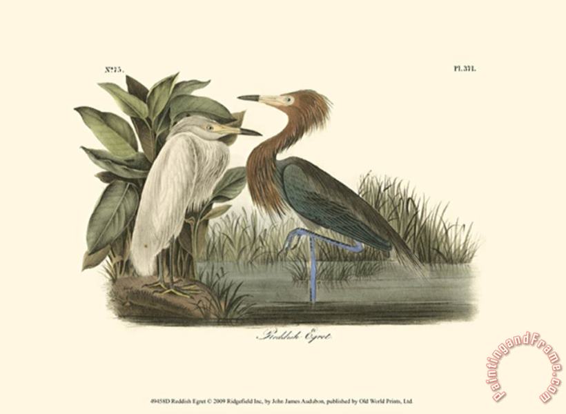 John James Audubon Reddish Egret Art Painting