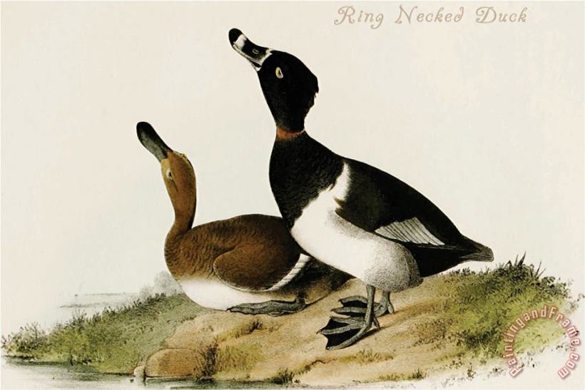 Ring Necked Duck painting - John James Audubon Ring Necked Duck Art Print