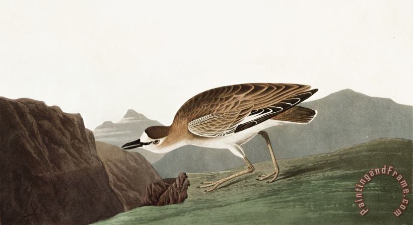 John James Audubon Rocky Mountain Plover Art Painting