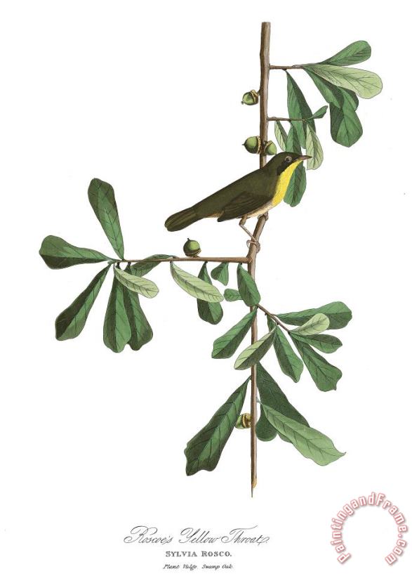 Roscoe's Yellow Throat painting - John James Audubon Roscoe's Yellow Throat Art Print