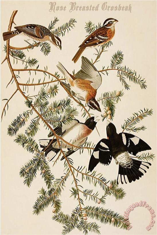 John James Audubon Rose Breasted Grosbeak Art Painting