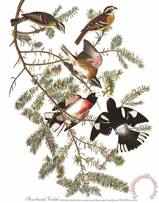 John James Audubon Rose Breasted Grosbeak Art Painting