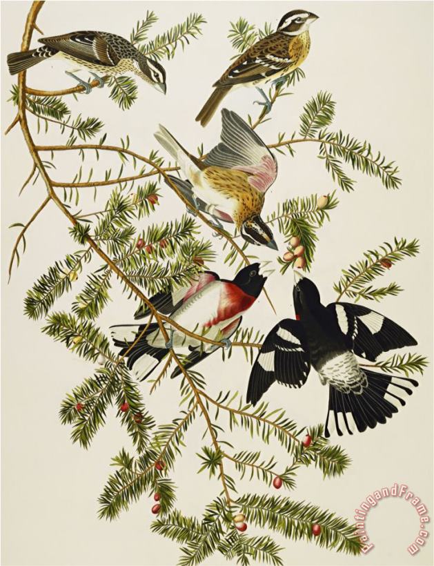 John James Audubon Rose Breasted Grosbeak Pheuticus Ludovicianus Plate Cxxvii From The Birds of America Art Painting