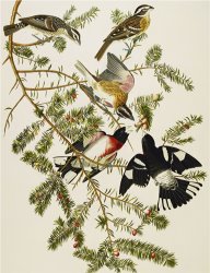 John James Audubon Rose Breasted Grosbeak Pheuticus Ludovicianus Plate Cxxvii From The Birds of America