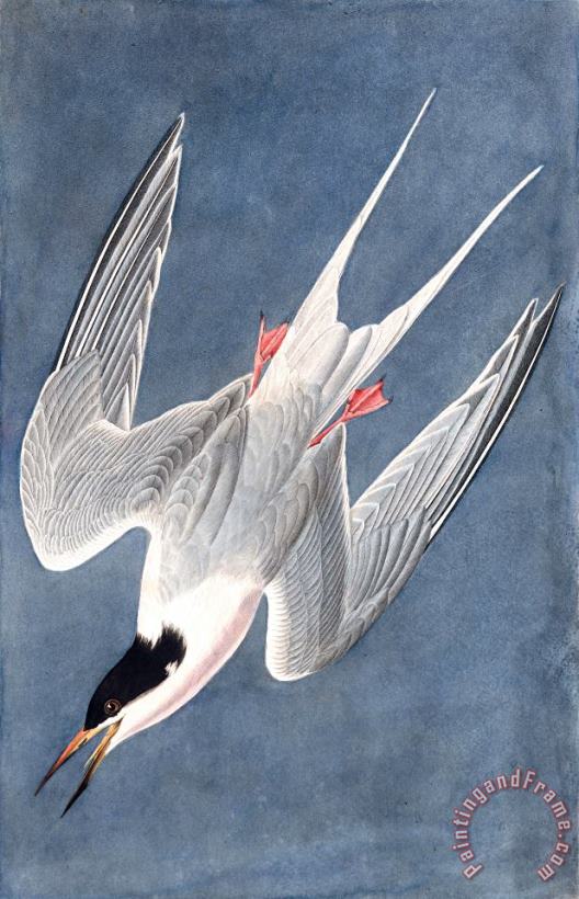 Roseate Tern painting - John James Audubon Roseate Tern Art Print
