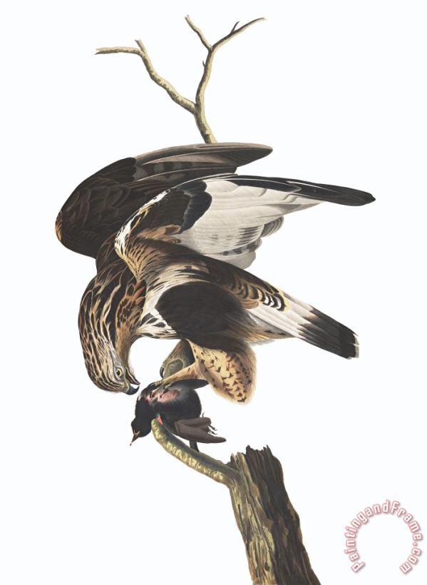 John James Audubon Rough Legged Falcon Art Print