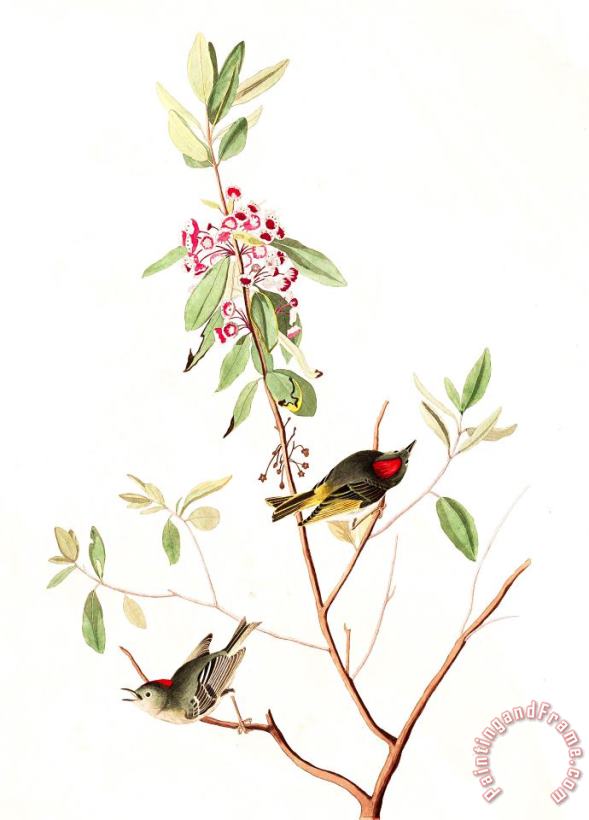 Ruby Crowned Wren painting - John James Audubon Ruby Crowned Wren Art Print