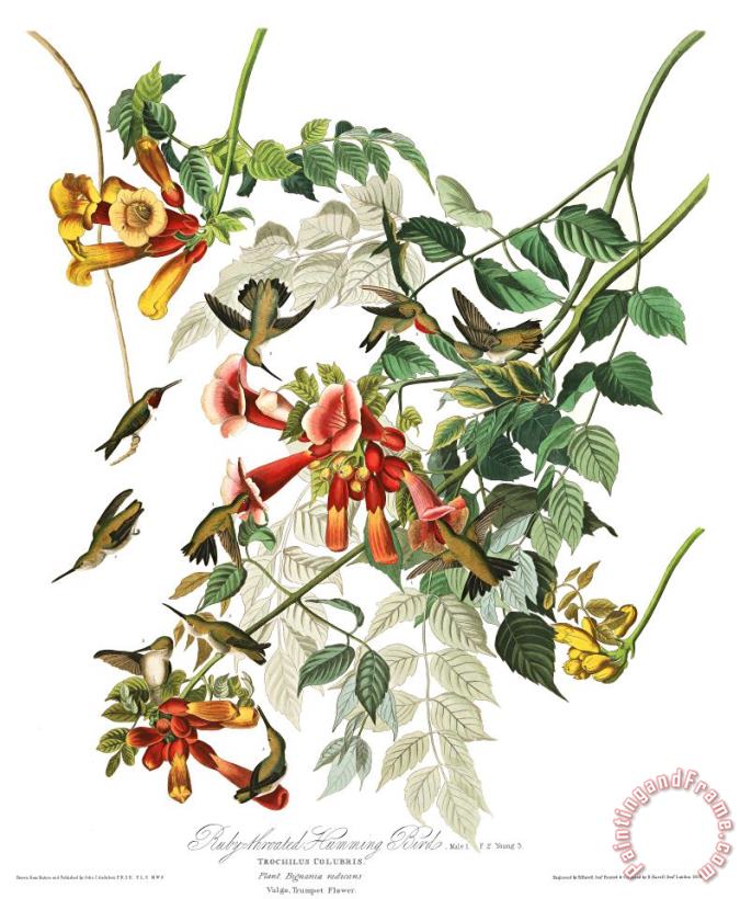 John James Audubon Ruby Throated Humming Bird Art Print