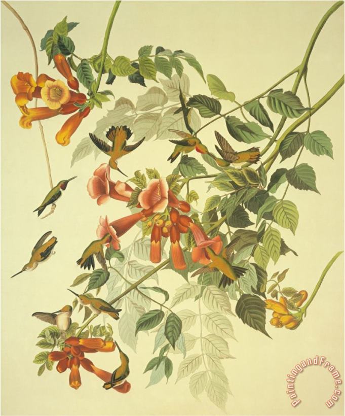 Ruby Throated Hummingbird painting - John James Audubon Ruby Throated Hummingbird Art Print