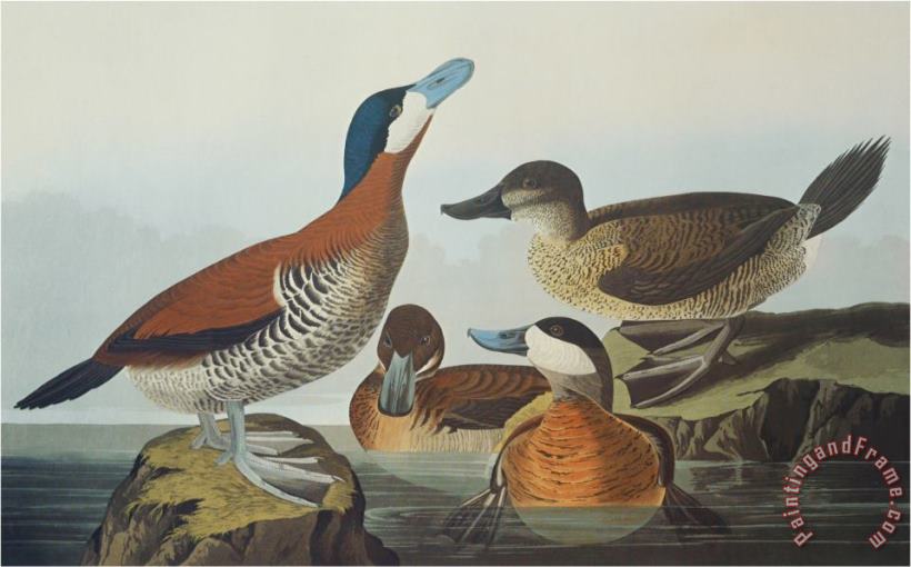 John James Audubon Ruddy Duck Art Painting