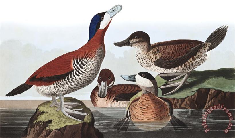 Ruddy Duck painting - John James Audubon Ruddy Duck Art Print