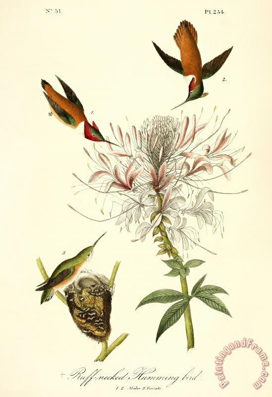 Ruff Neck Hummingbird painting - John James Audubon Ruff Neck Hummingbird Art Print