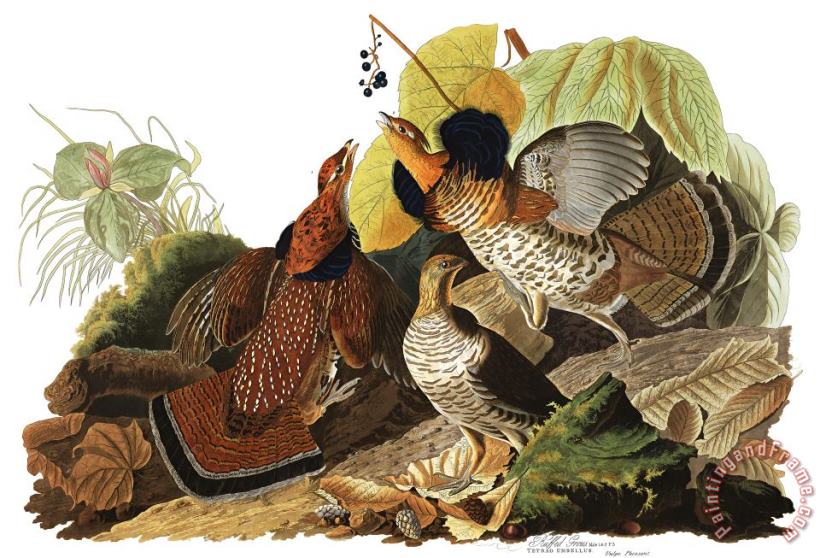 John James Audubon Ruffed Grouse Art Print
