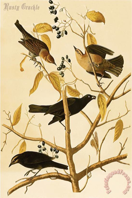 John James Audubon Rusty Grackle Art Painting