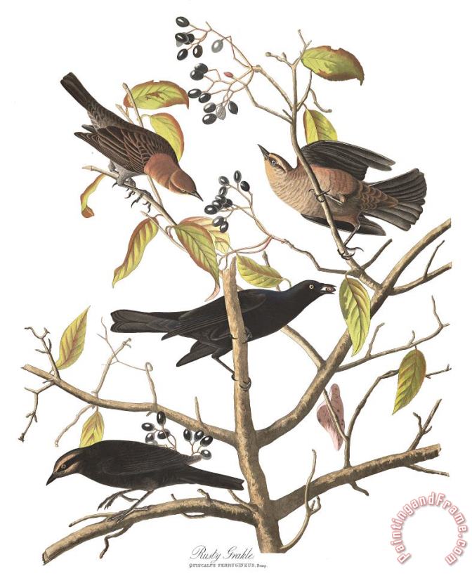 Rusty Grakle painting - John James Audubon Rusty Grakle Art Print