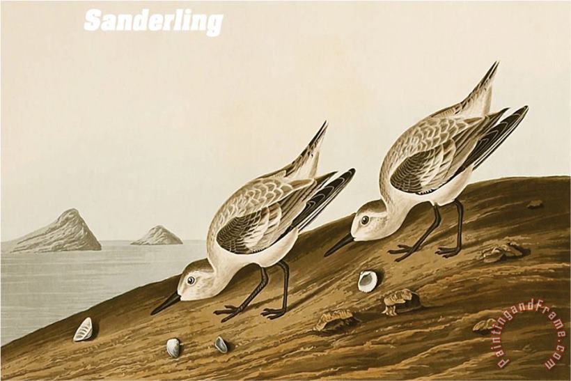 Sanderling painting - John James Audubon Sanderling Art Print
