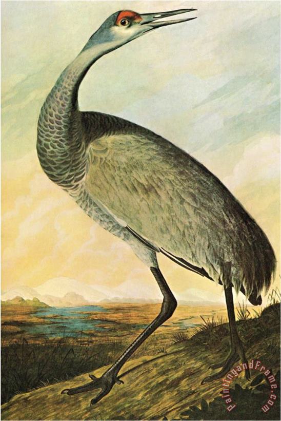 Sandhill Crane painting - John James Audubon Sandhill Crane Art Print