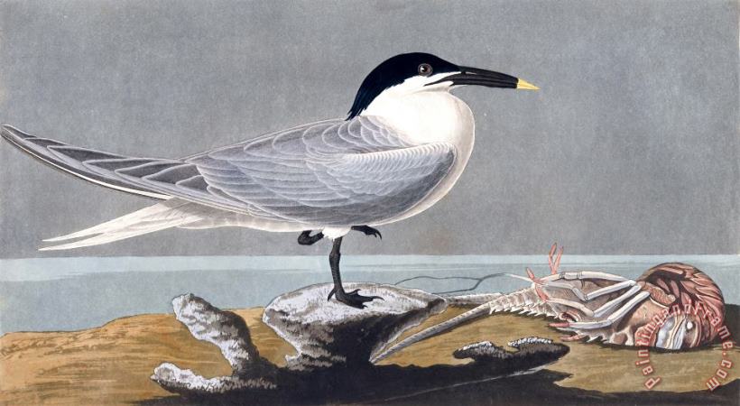 Sandwich Tern painting - John James Audubon Sandwich Tern Art Print