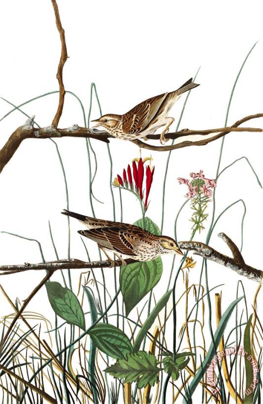 Savannah Finch painting - John James Audubon Savannah Finch Art Print